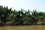 Mekong_Delta_My_Tho_and_Ben_Tre_Coconut_Island_in_1_Day2